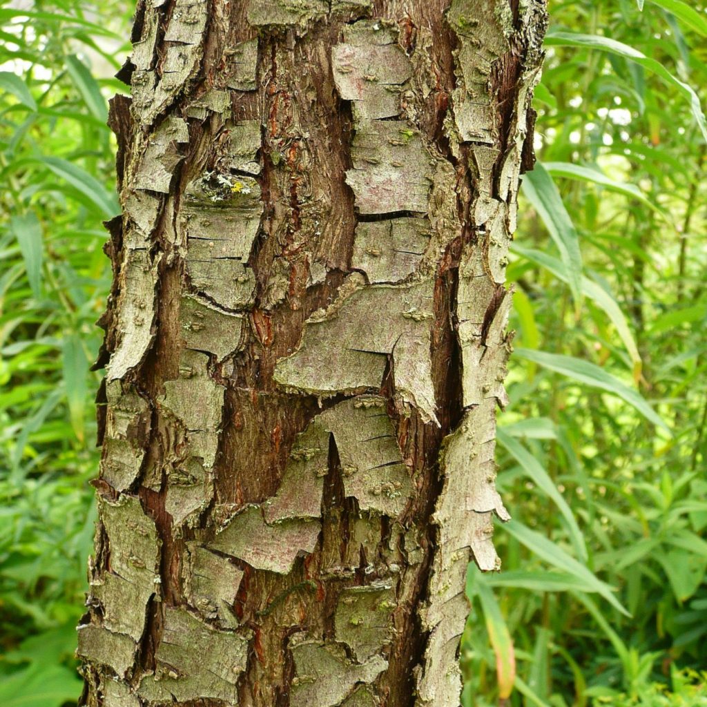 Der Baum im Garten – CvB Gartendesign München